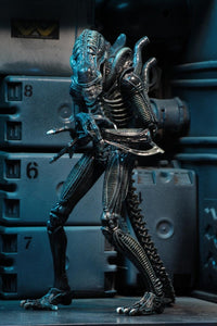 Aliens: Ultimate Blue Warrior - 7" Scale Figure - NECA