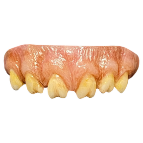 The Texas Chainsaw Massacre (1974) - Leatherface Teeth - Trick or Treat Studios